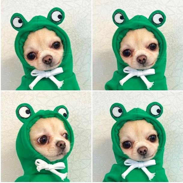 Simple Cartoon Cute Pet Dog Cat Drawstring Hooded Sweatshirt