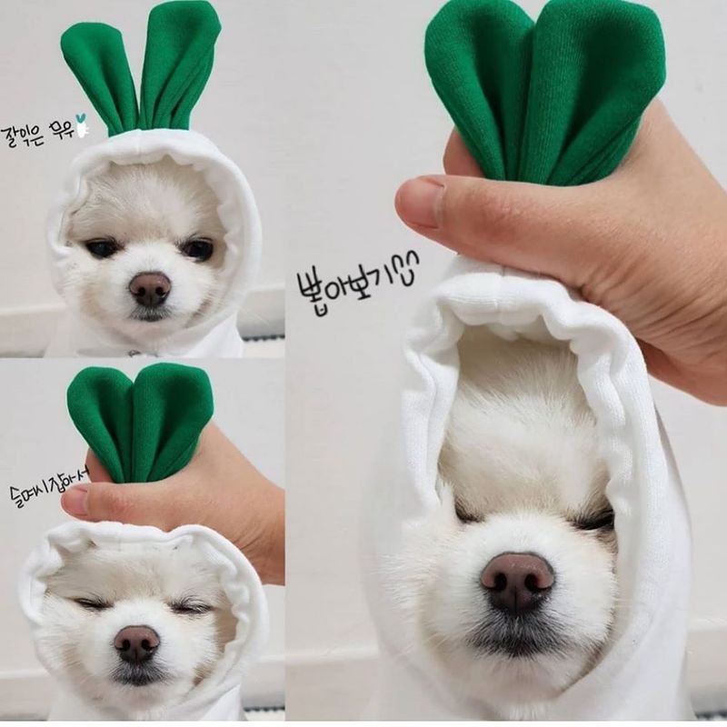 Simple Cartoon Cute Pet Dog Cat Drawstring Hooded Sweatshirt